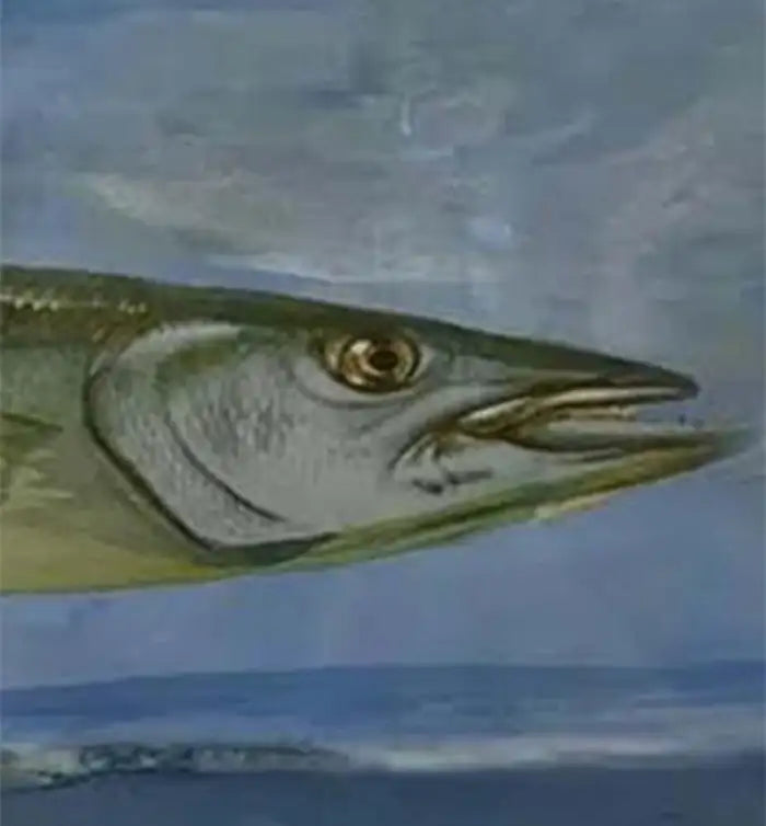 Barracuda Rising Print, Framed and Signed 2000s