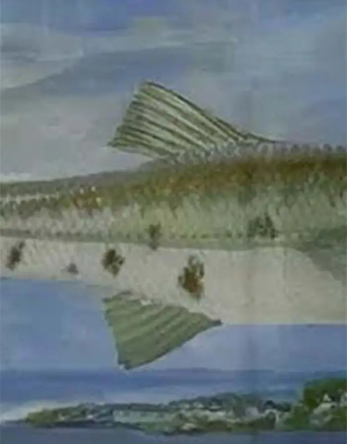 Barracuda Rising Print, Framed and Signed 2000s