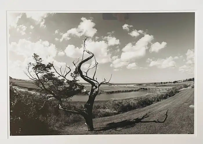 Impressionistic Photography Print of a Tree by Luciana Pampalone Limited Edition 2012