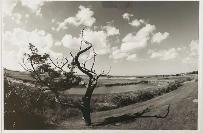 Impressionistic Photography Print of a Tree by Luciana Pampalone Limited Edition 2012