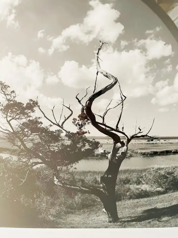 Impressionistic Photography Print of a Tree by Luciana Pampalone Limited Edition 2012