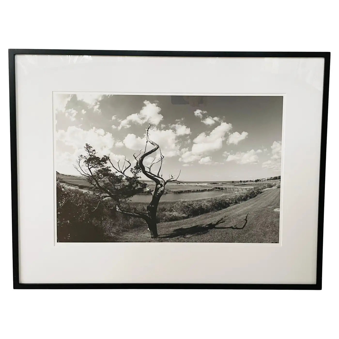 Impressionistic Photography Print of a Tree by Luciana Pampalone Limited Edition 2012