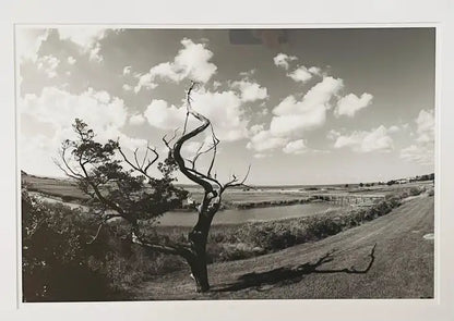 Impressionistic Photography Print of a Tree by Luciana Pampalone Limited Edition 2012