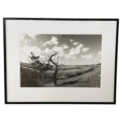 Impressionistic Photography Print of a Tree by Luciana Pampalone Limited Edition 2012